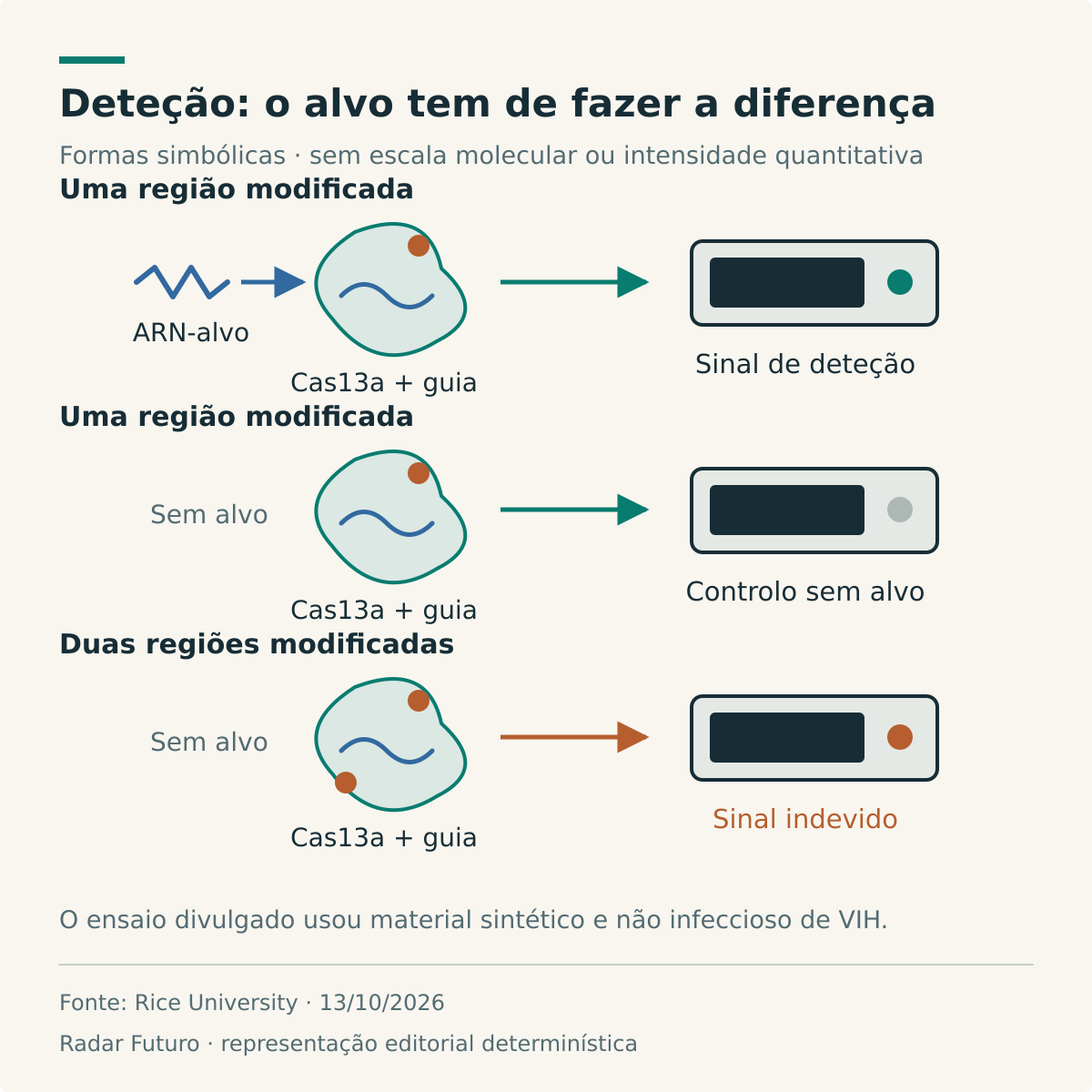Comparação conceptual de Cas13a com uma região modificada na presença e ausência de ARN-alvo, e com duas regiões modificadas sem alvo, condição em que a equipa observou sinal indevido.