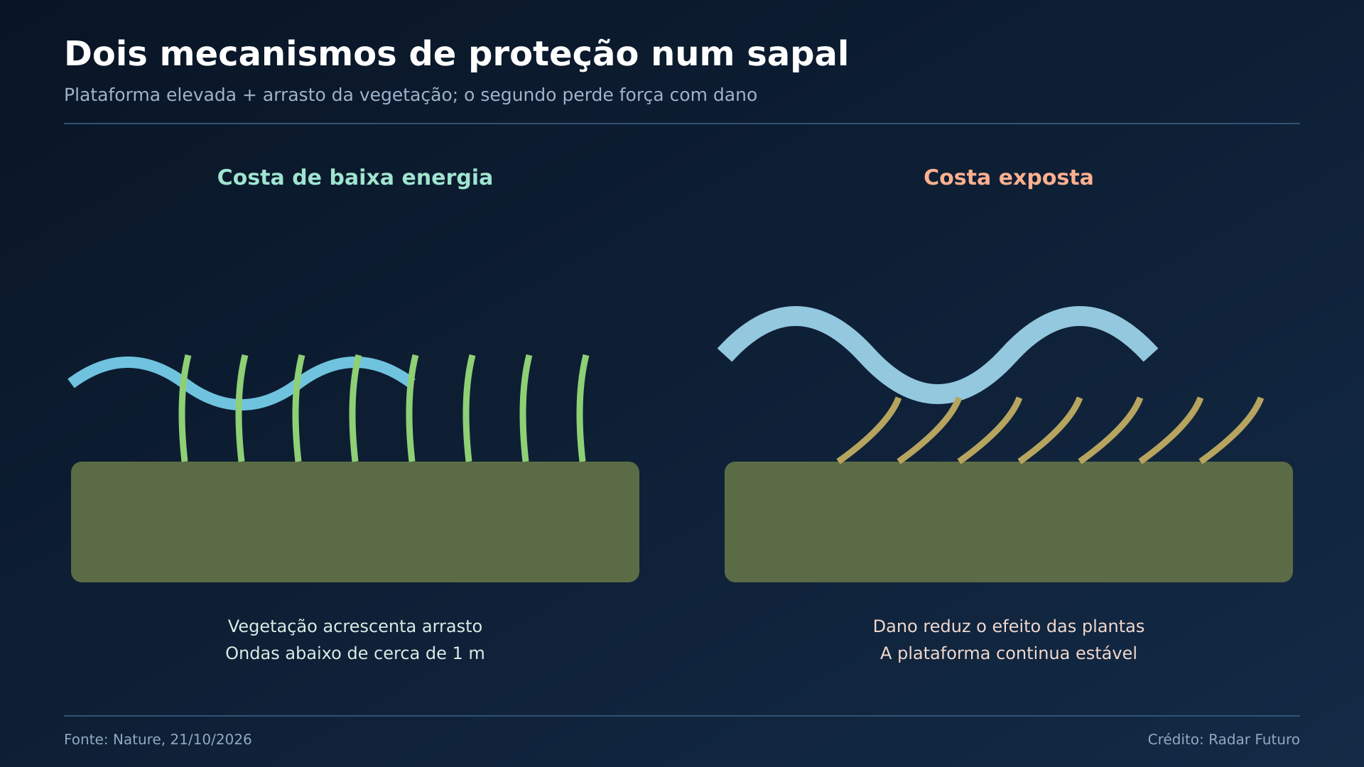 Corte costeiro comparativo: Separa efeito da plataforma e da vegetação em costa abrigada e exposta.
