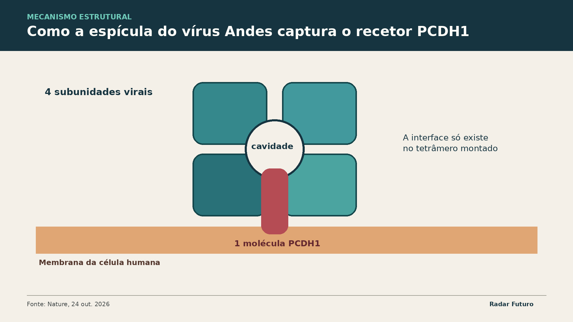 Diagrama Radar Futuro: A geometria conjunta das quatro subunidades cria a cavidade que envolve um único PCDH1.