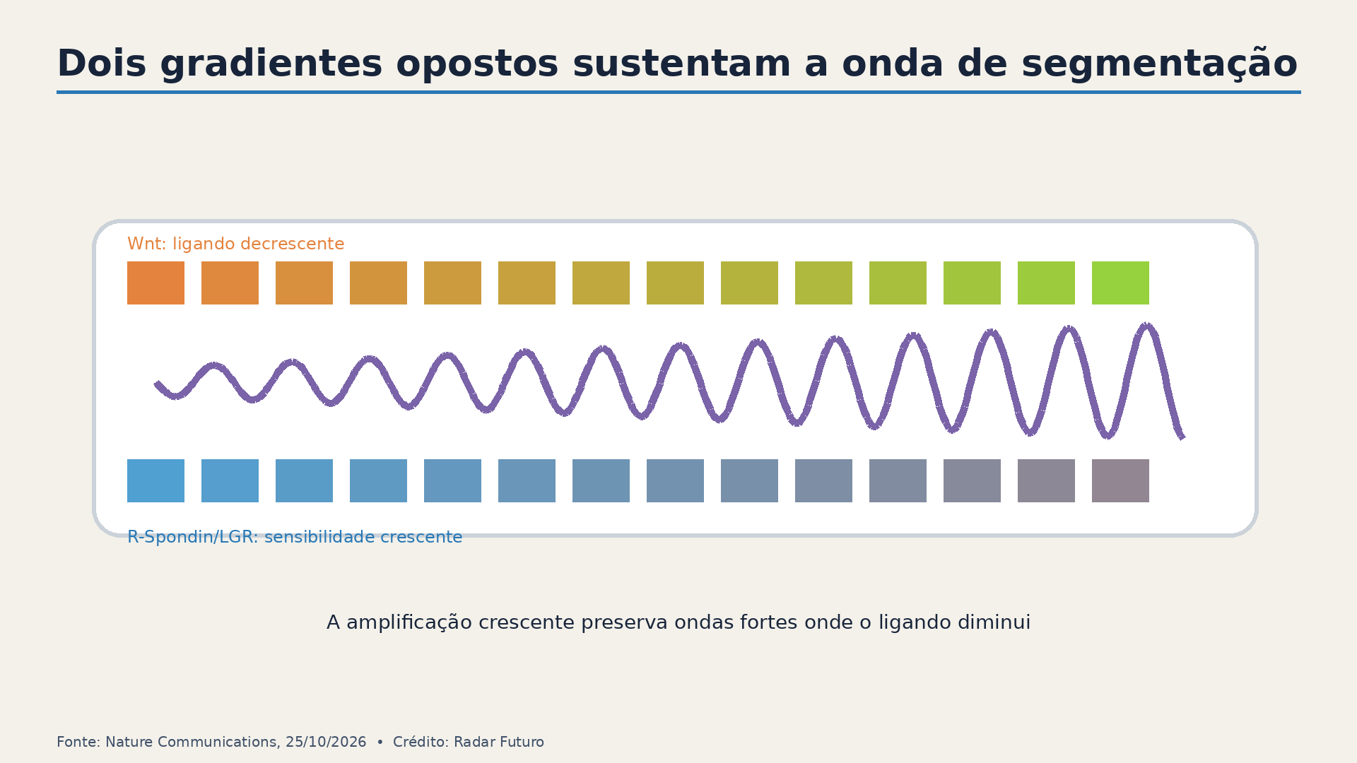 Gradientes opostos de Wnt e R-Spondin/LGR ajudam a explicar o aumento da amplitude das oscilações.