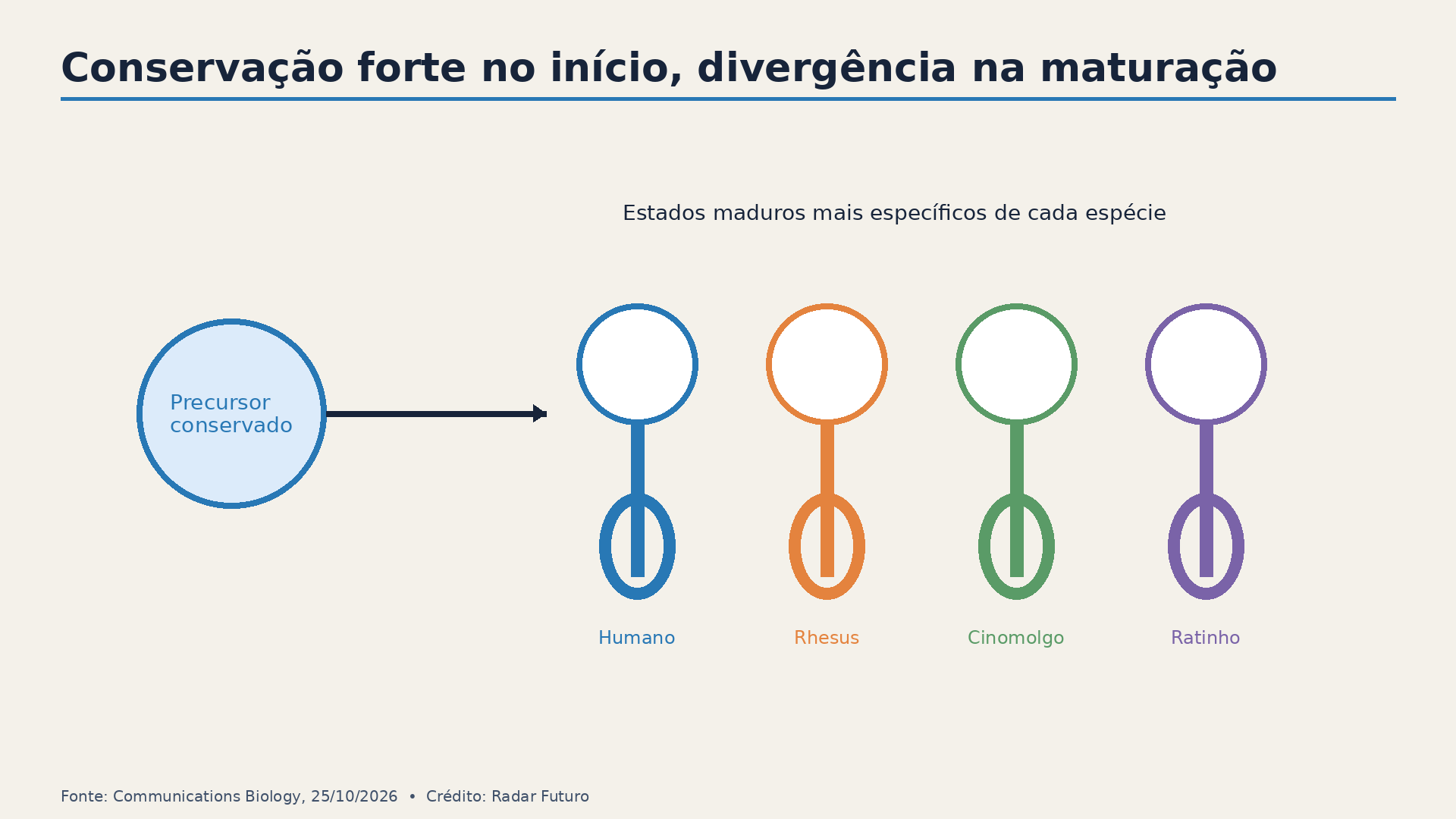 Precursores conservados dão origem a estados maduros com maior divergência entre espécies.